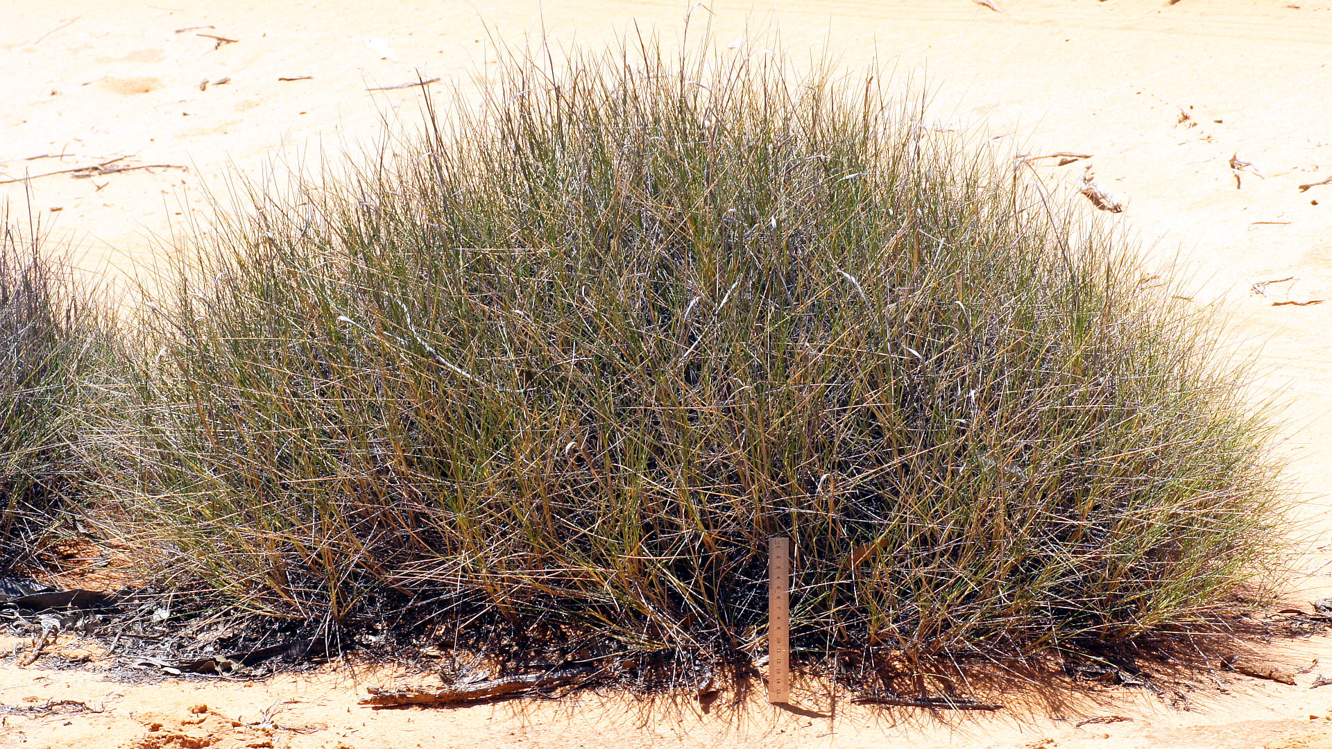 Echidna Grass (Triodia scariosa)
