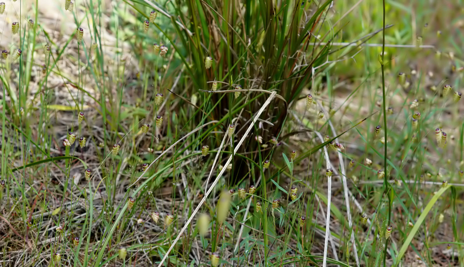 Blowfly Grass (Briza maxima)