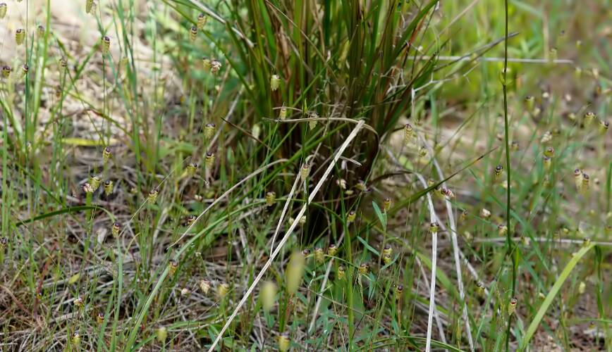 Blowfly Grass (Briza maxima)