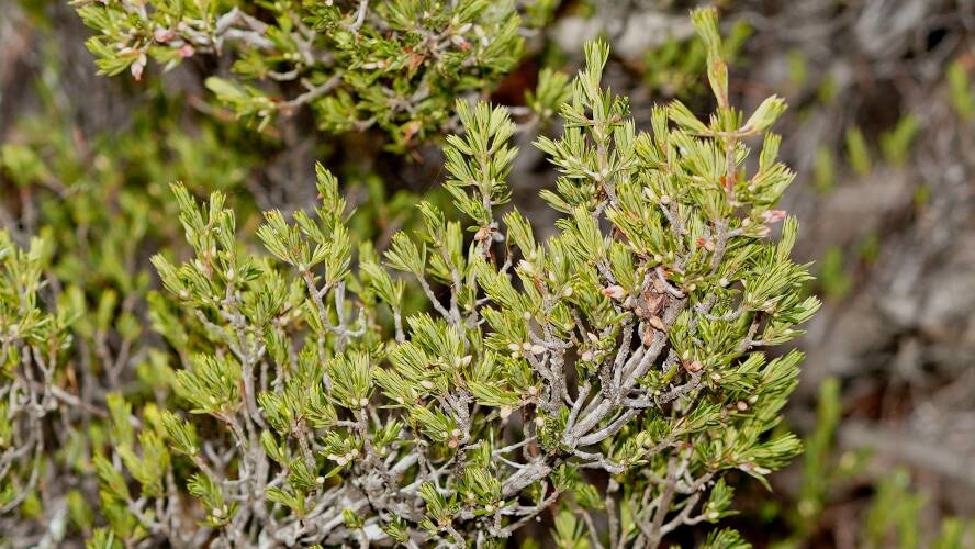 Brush Heath (Brachyloma ericoides ssp ericoides)