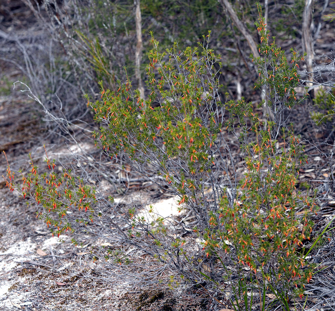Flame Heath (Stenanthera conostephioides)