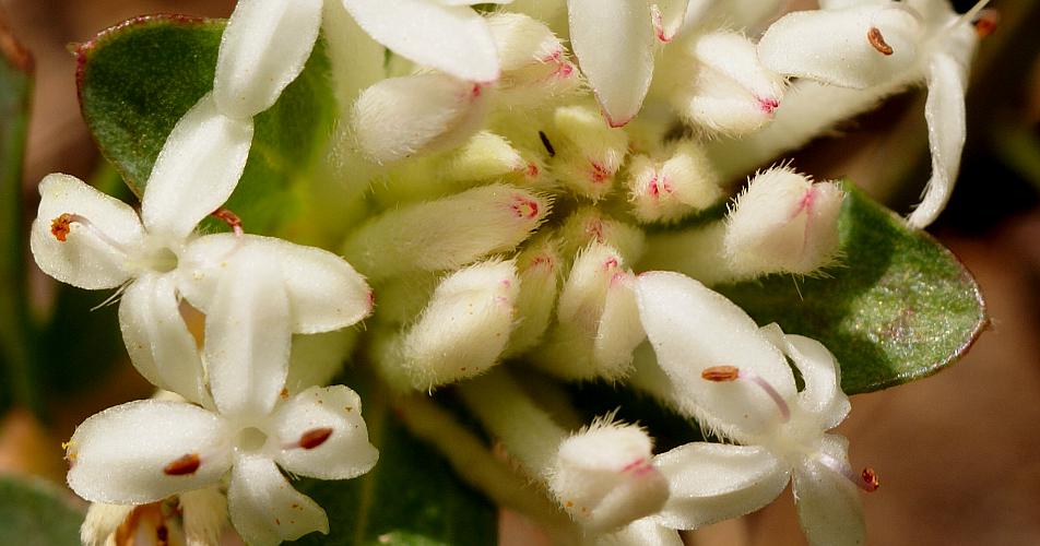 Small Riceflower (Pimelea humilis)