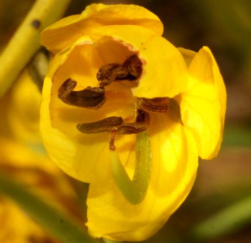 Fine-leaf Desert Senna (Senna artemisioides ssp filifolia)