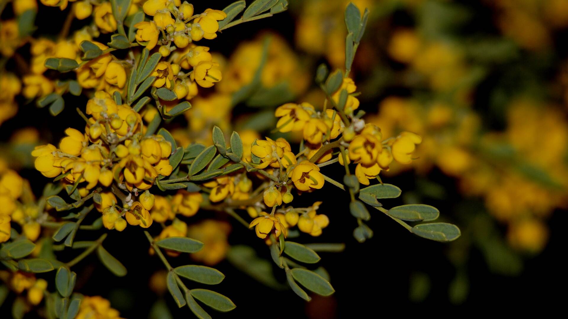 Broad-leaf Desert Senna (Senna artemisioides ssp coriacea)