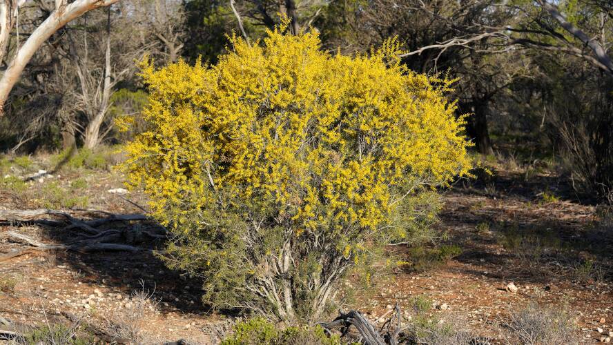 Spine Bush (Acacia nyssophylla)