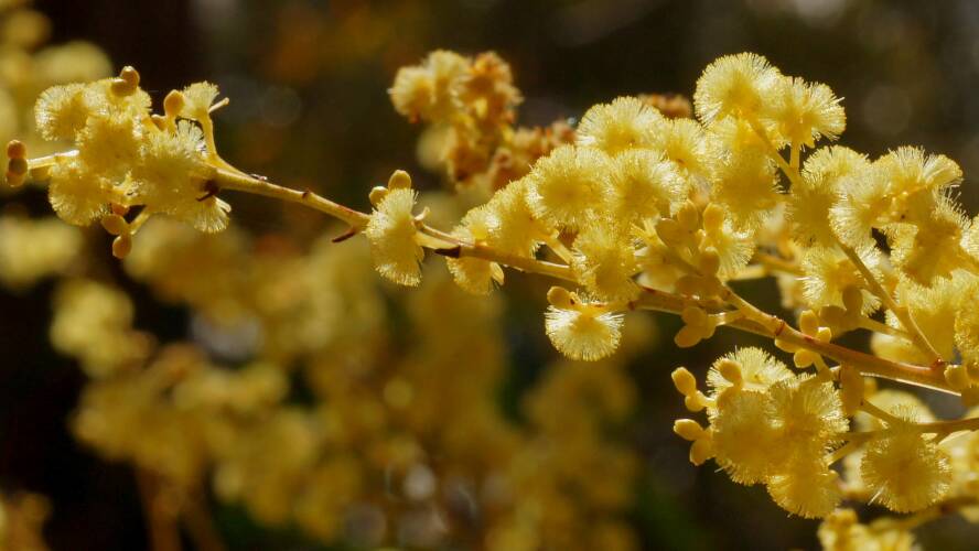 Golden Wattle (Acacia pycnantha)