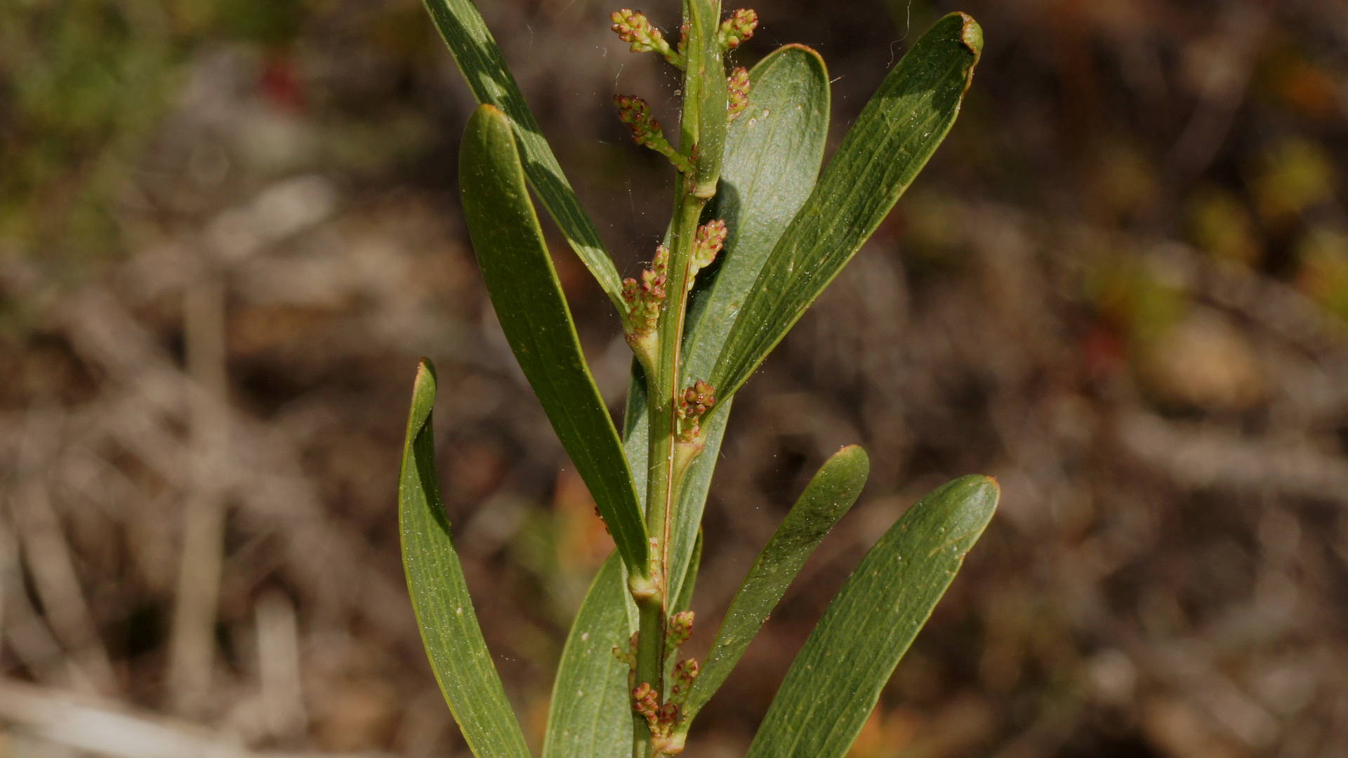 Narrow-leaf Bitter-pea (Daviesia leptophylla)