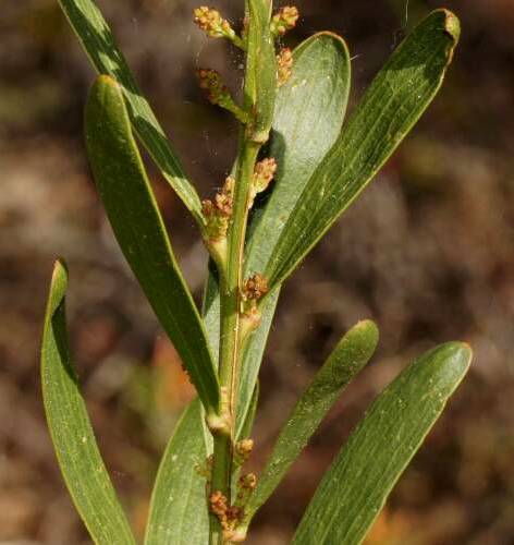 Narrow-leaf Bitter-pea (Daviesia leptophylla)