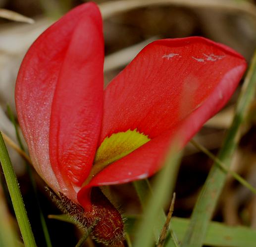 Scarlet Runner (Kennedia prostrata)