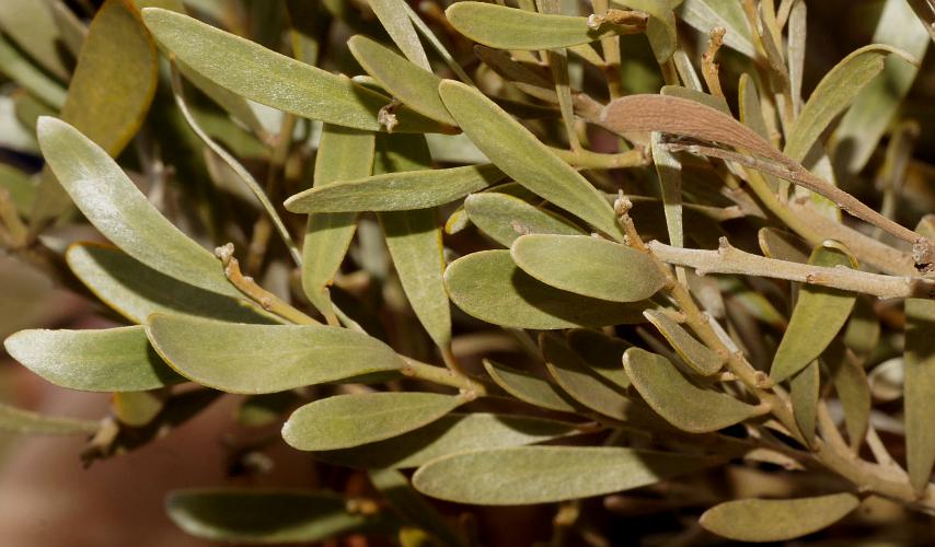 Silver Mulga-bush (Acacia argyrophylla)