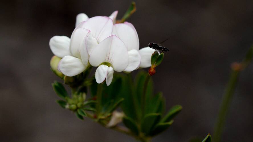 Austral Trefoil (Lotus australis)