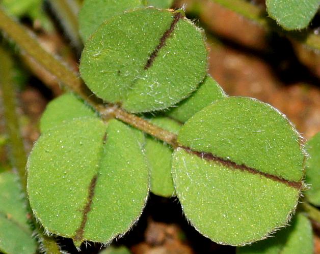 Small-leaf Burr Medic (Medicago praecox)