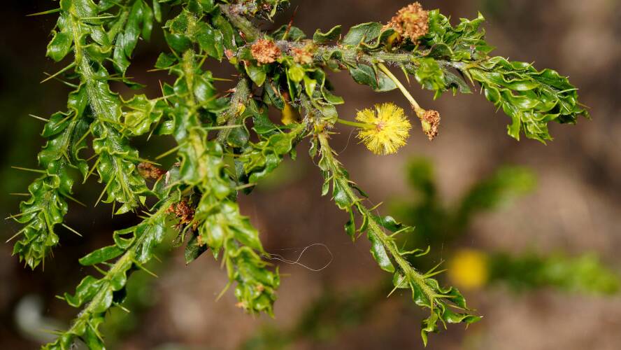 Kangaroo Thorn (Acacia paradoxa)