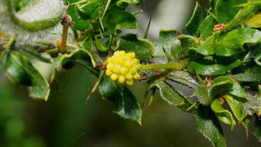 Kangaroo Thorn (Acacia paradoxa)
