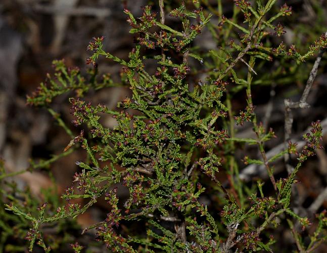 Mallee Bush-pea (Eutaxia microphylla var microphylla)