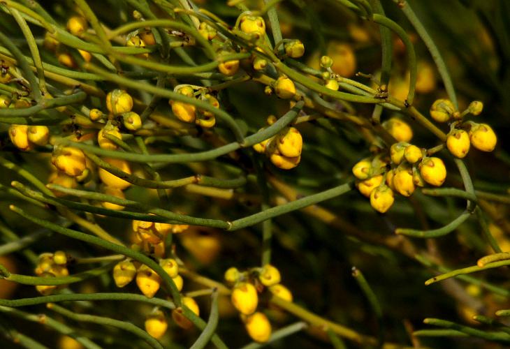 Fine-leaf Desert Senna (Senna artemisioides ssp filifolia)