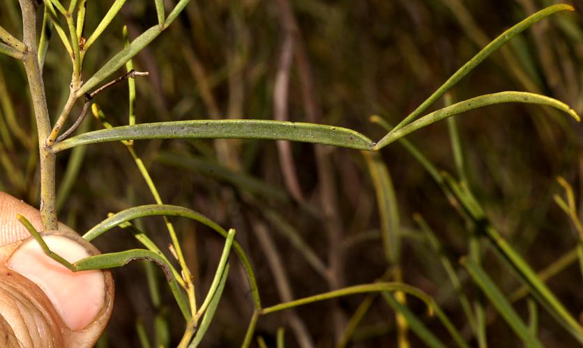 Woody Desert Senna (Senna artemisioides ssp petiolaris)