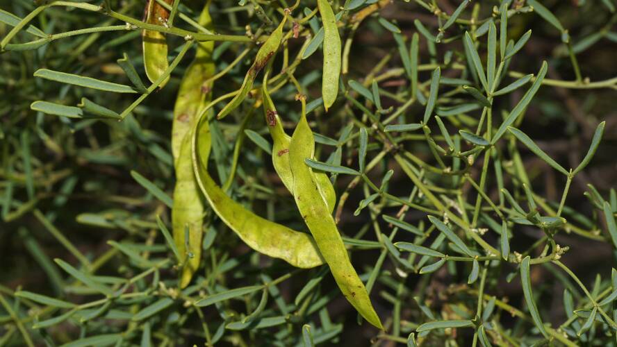 Twin-leaf Desert Senna (Senna artemisioides ssp zygophylla)
