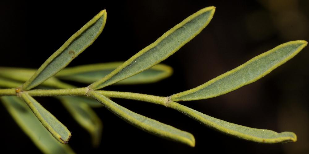Broad-leaf Desert Senna (Senna artemisioides ssp coriacea)