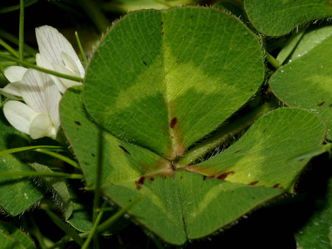 Subterraneum Clover (Trifolium subterraneum)
