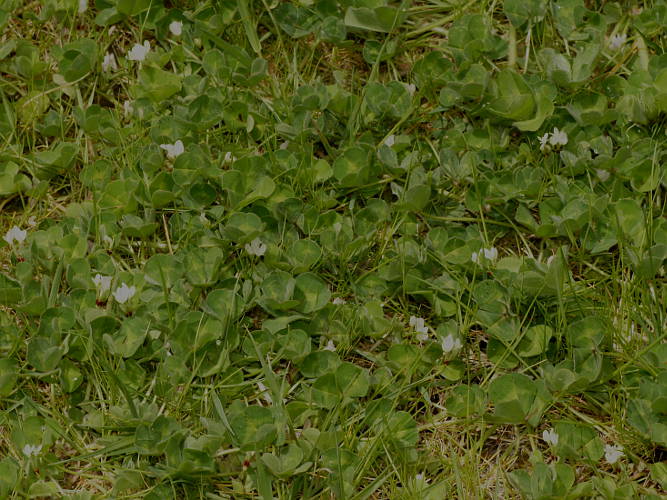 Subterraneum Clover (Trifolium subterraneum)