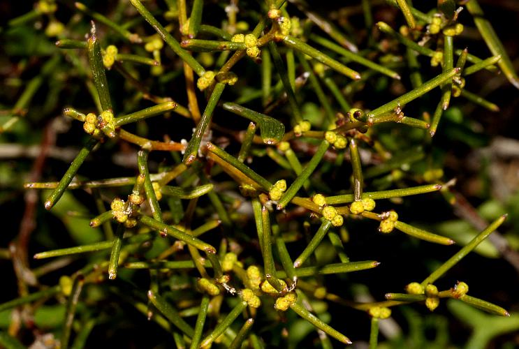 Hard-leaf Wattle (Acacia sclerophylla var sclerophylla)
