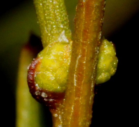 Hard-leaf Wattle (Acacia sclerophylla var sclerophylla)