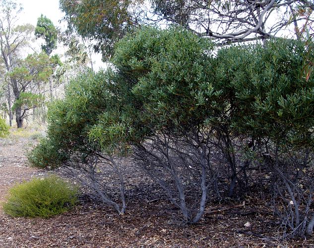 Hakea Wattle (Acacia hakeoides)