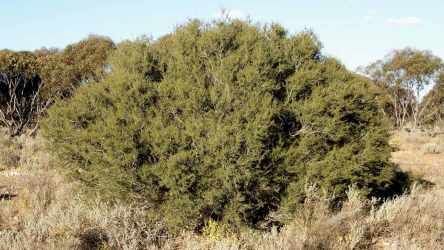 Spine Bush (Acacia nyssophylla)