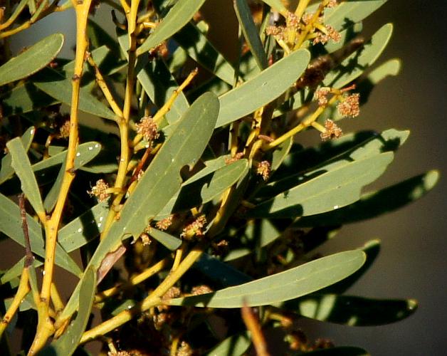 Hakea Wattle (Acacia hakeoides)