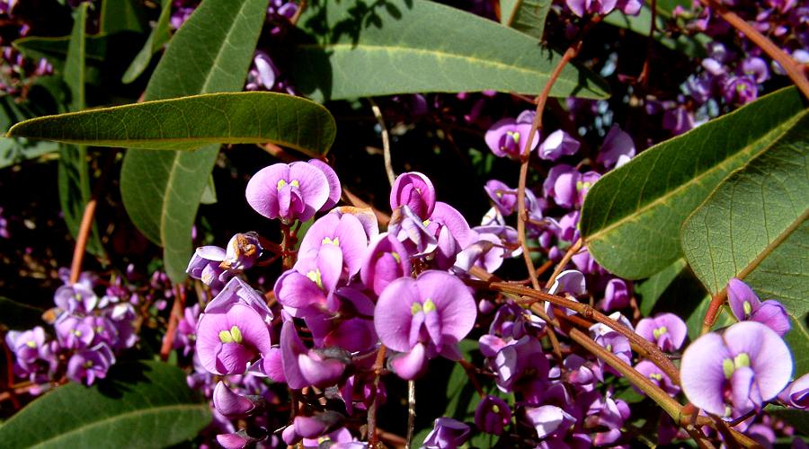 Native Lilac (Hardenbergia violacea)
