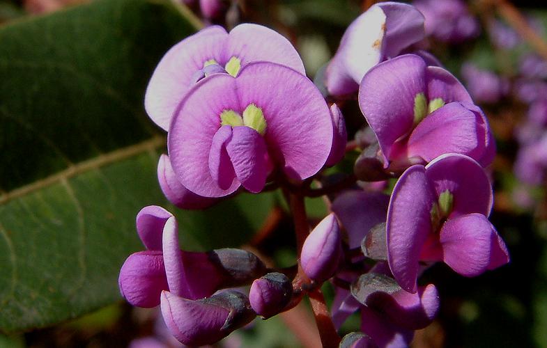 Native Lilac (Hardenbergia violacea)