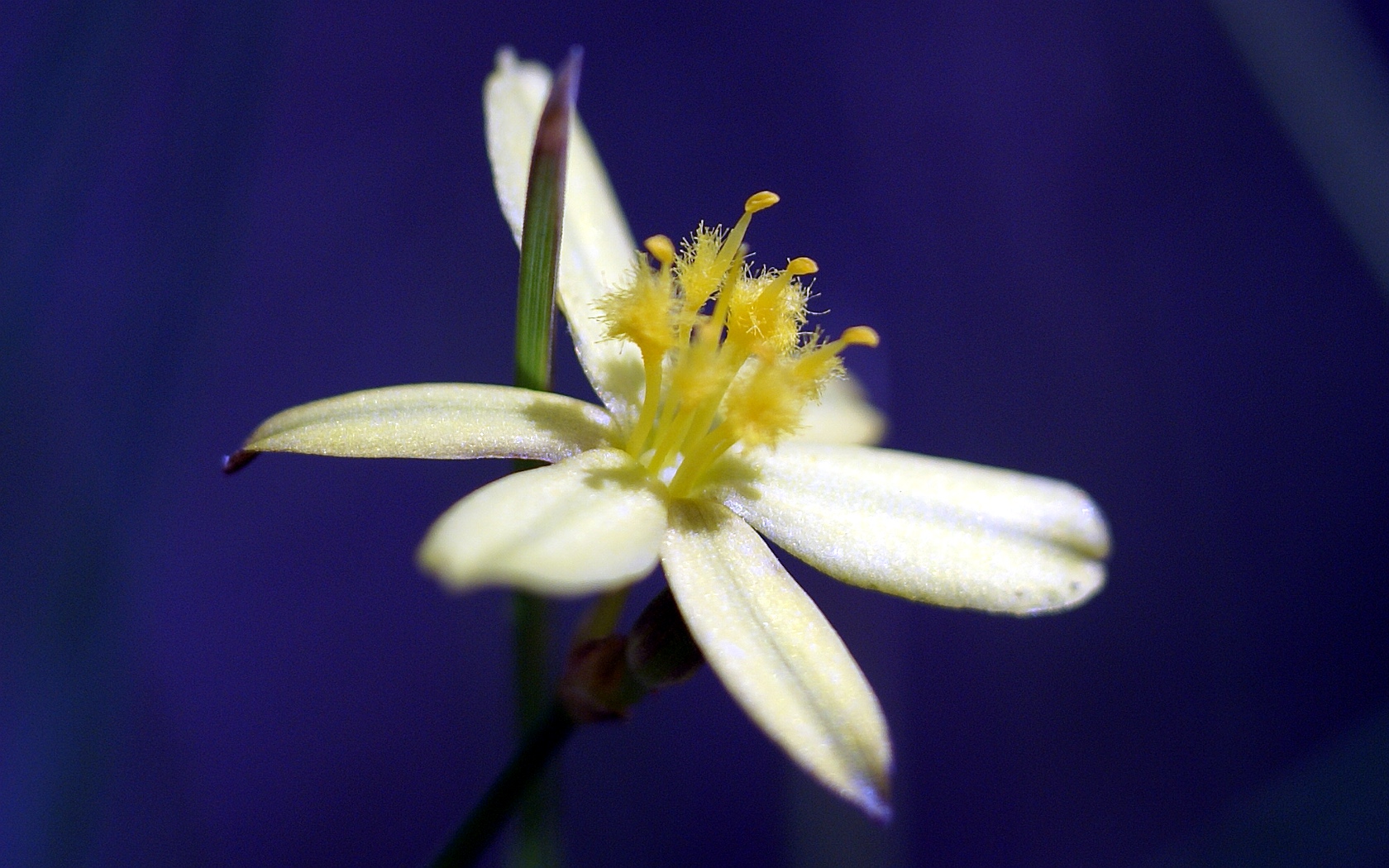 Yellow Rush-lily (Tricoryne elatior)