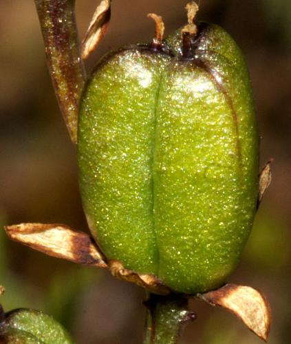Short-leaf Early Nancy (Wurmbea dioica ssp brevifolia)
