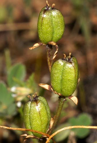 Short-leaf Early Nancy (Wurmbea dioica ssp brevifolia)