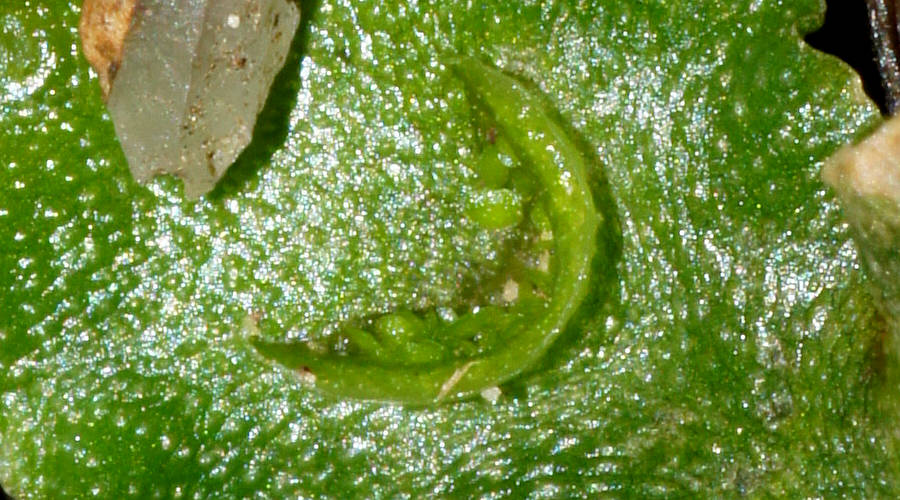 Crescent-cup Liverwort (Lunularia cruciata)