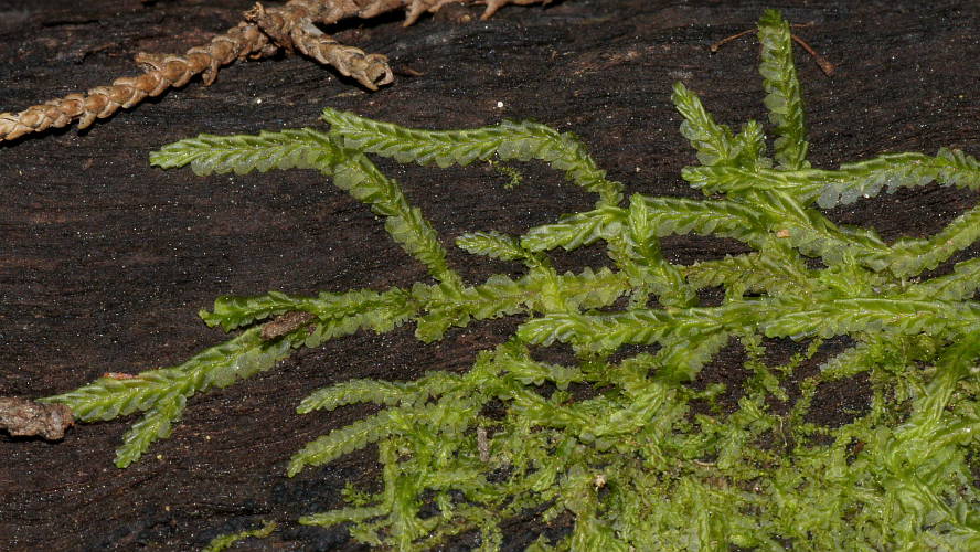 Flat Fern Liverwort (Chiloscyphus semiteres)
