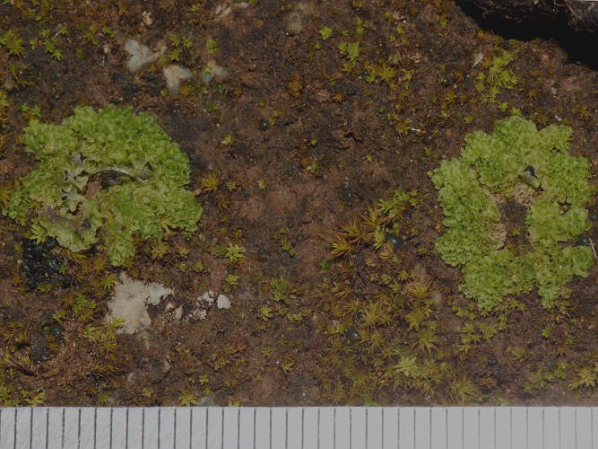 Leafy Liverwort (Fossombronia pusilla)