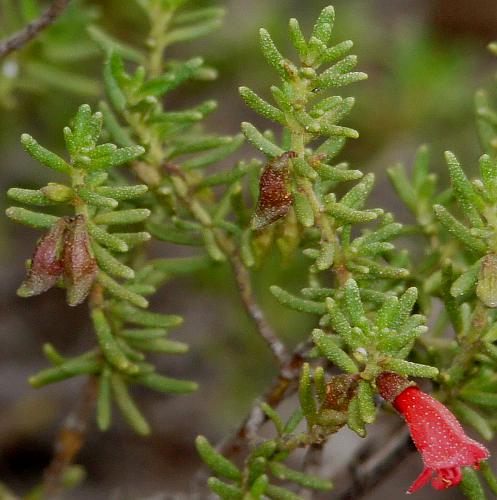 Scarlet Mintbush (Prostanthera aspalathoides)