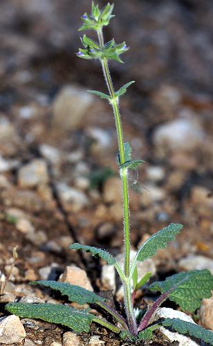 Wild Sage (Salvia verbenaca var verbenaca)