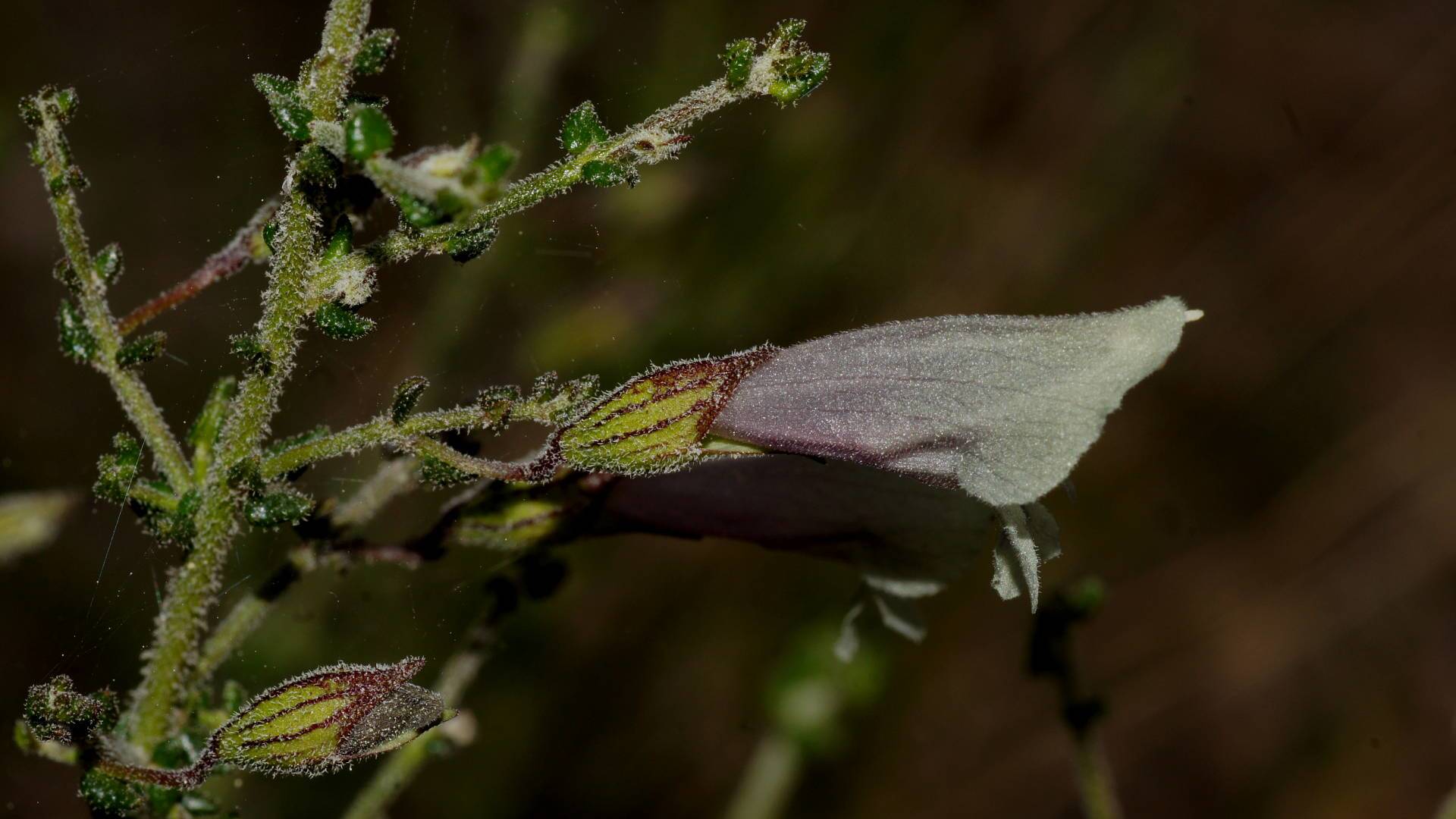 Green Mintbush (Prostanthera chlorantha)
