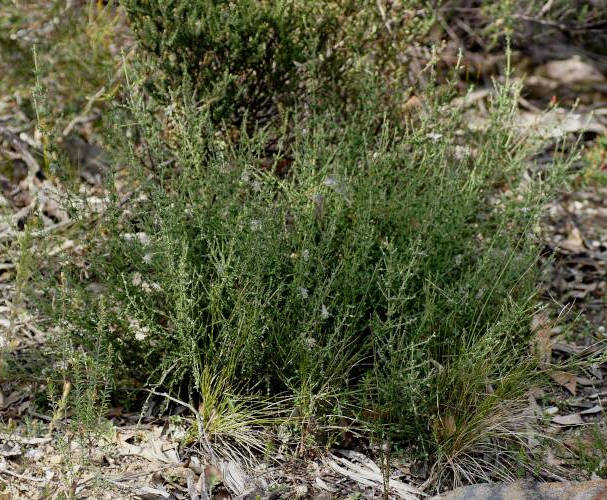 Green Mintbush (Prostanthera chlorantha)