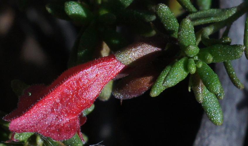 Scarlet Mintbush (Prostanthera aspalathoides)