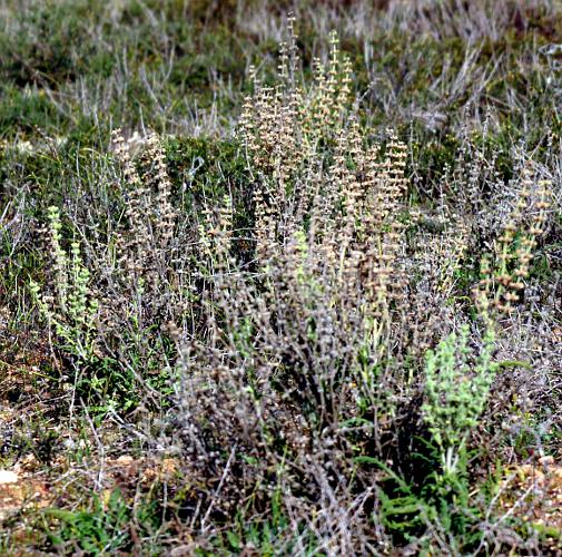 Wild Sage (Salvia verbenaca var vernalis)