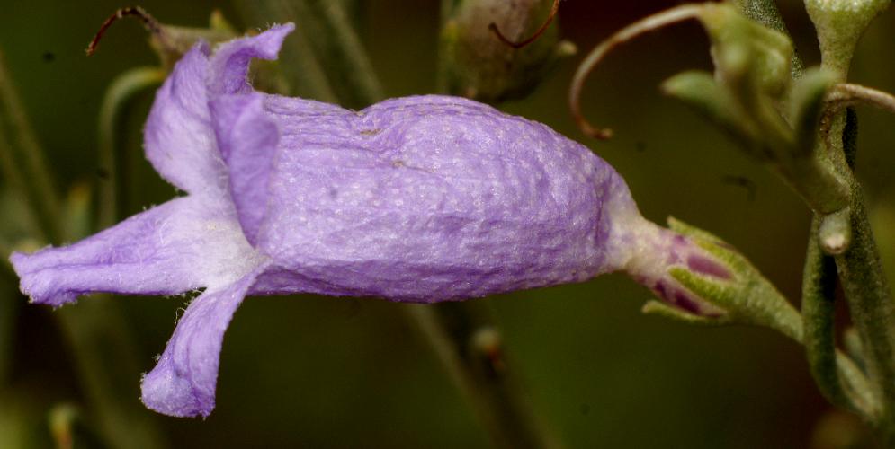 Scotia Bush (Eremophila scoparia)