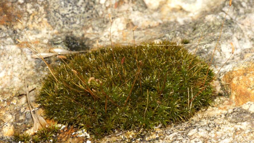 Blunt-sporangium Moss (Dicranaceae sp ES01)