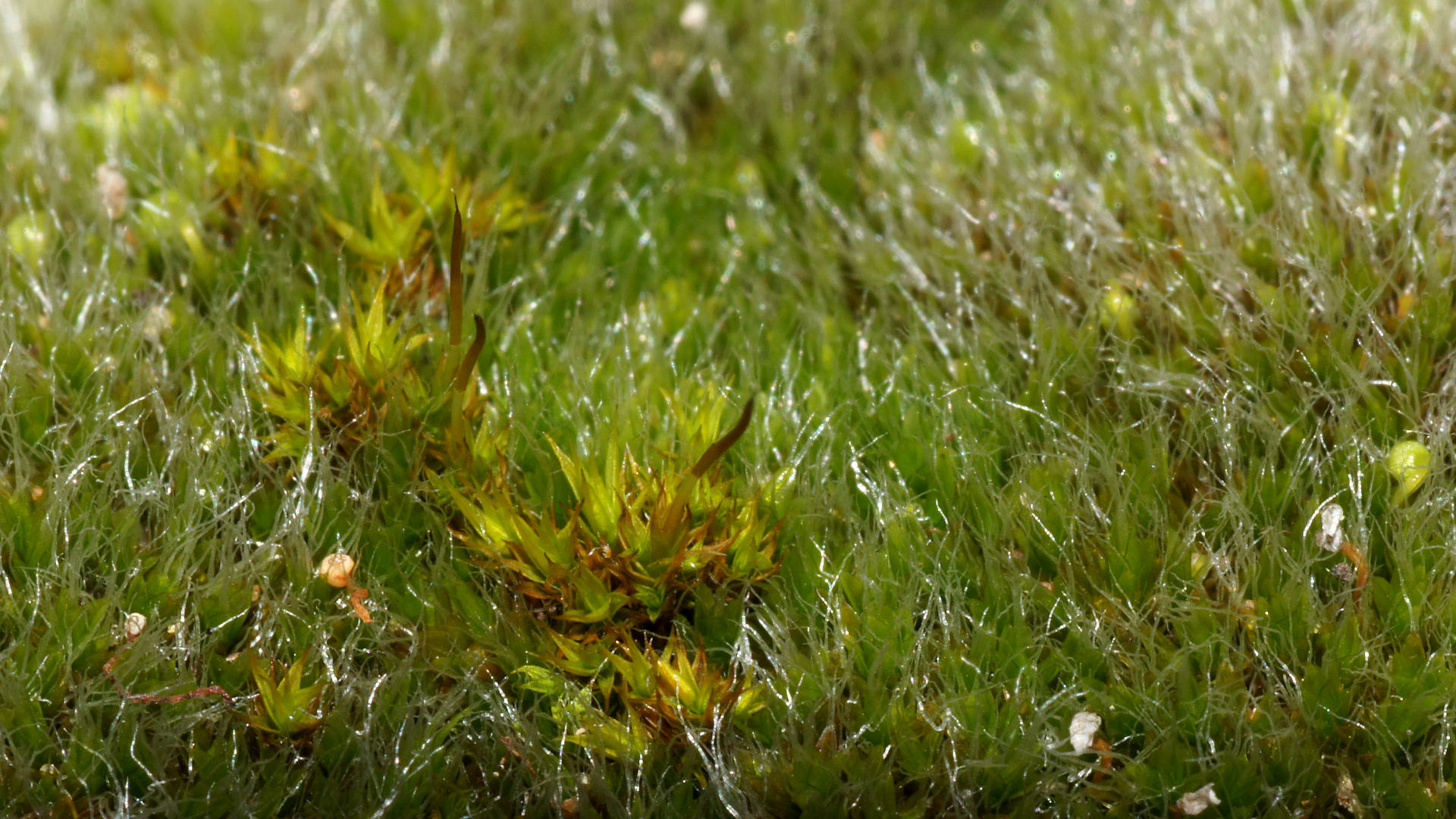Grassy Knoll Moss (Grimmia pulvinata)
