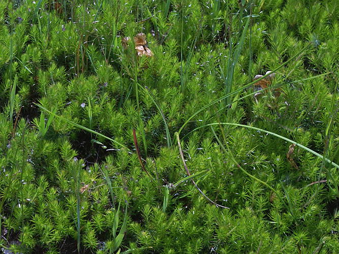 Juniper Moss (Polytrichum juniperinum)