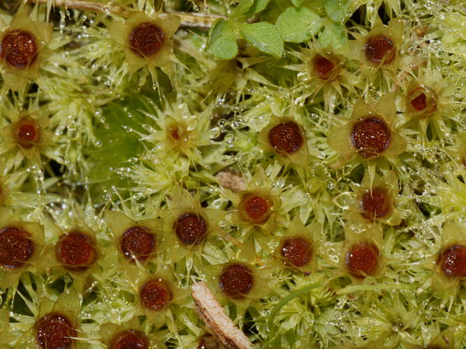 Starry Lime Moss (Breutelia affinis)