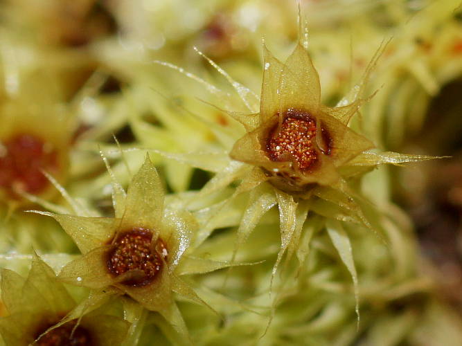 Starry Lime Moss (Breutelia affinis)